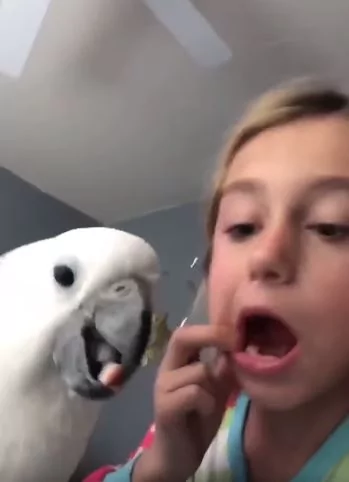 小女孩开玩笑 叫白鹦鹉帮自己拔牙 下一秒惊喜大叫：它真的拔出来了！