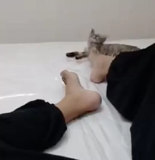小屁喵“大闻主人臭脚” 下一秒“灵魂出窍” 推开臭脚往旁边一闪!