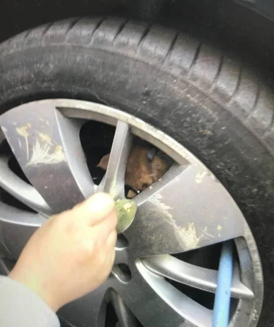 蠢萌小奶猫钻进轮胎 被救后还一脸呆萌!
