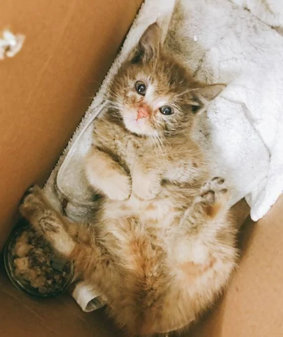 蠢萌小奶猫钻进轮胎 被救后还一脸呆萌!