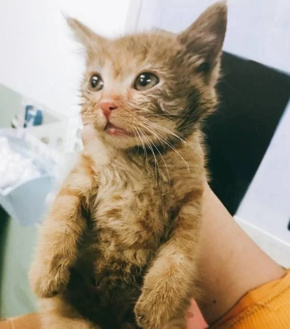 蠢萌小奶猫钻进轮胎 被救后还一脸呆萌!