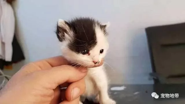 流浪狗妈妈孩子夭折“它每天都很难过” 直到小猫出现它笑了!