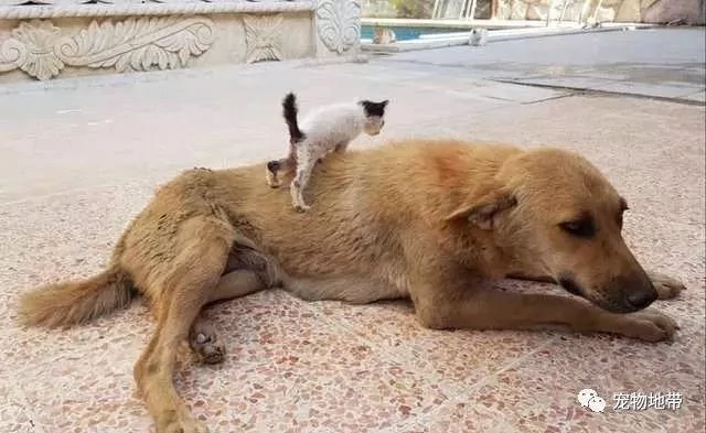 流浪狗妈妈孩子夭折“它每天都很难过” 直到小猫出现它笑了!