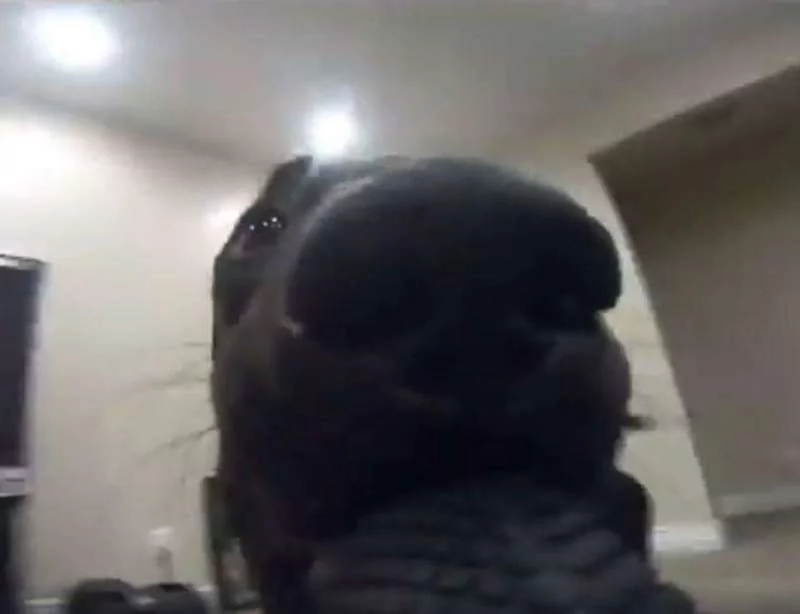 狗狗发现GoPro张口就叼走 网友看了都笑哭!