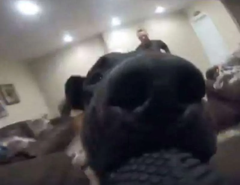 狗狗发现GoPro张口就叼走 网友看了都笑哭!
