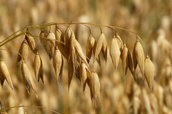 吃「燕麦」6周胆固醇降16% 但三种人不宜食用