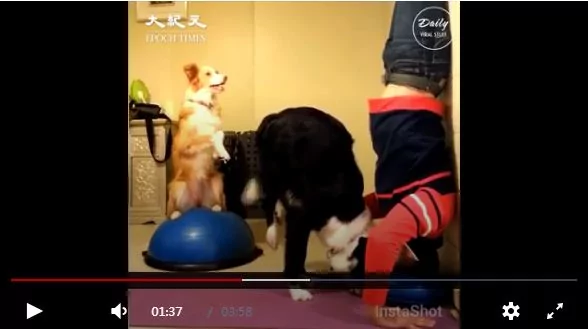 狗狗模仿主人 超默契 不笑都难!