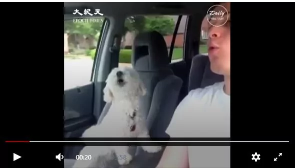 狗狗模仿主人 超默契 不笑都难!