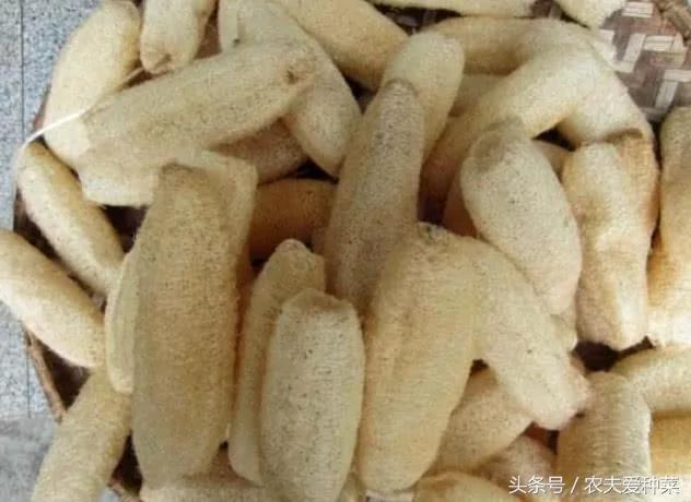 随便找点它们垫在花盆底 疏松透气10年不烂根 花艳叶油绿