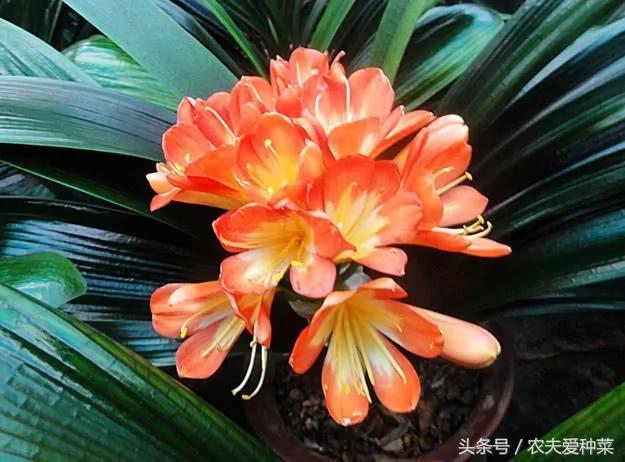 随便找点它们垫在花盆底 疏松透气10年不烂根 花艳叶油绿