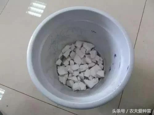 随便找点它们垫在花盆底 疏松透气10年不烂根 花艳叶油绿