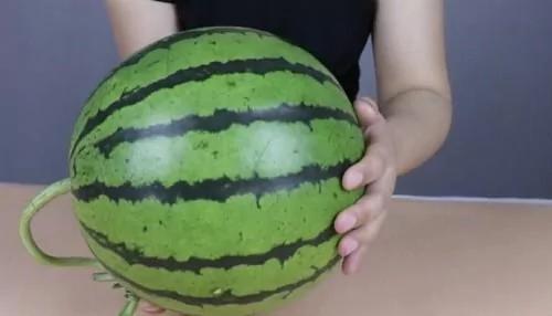 挑选西瓜 记住这四字口诀【三看一听】 快速选出又甜又鲜的好西瓜