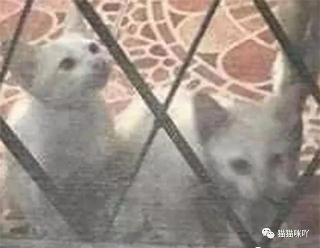猫咪走丢半年 回来时给主人带来一份惊喜!