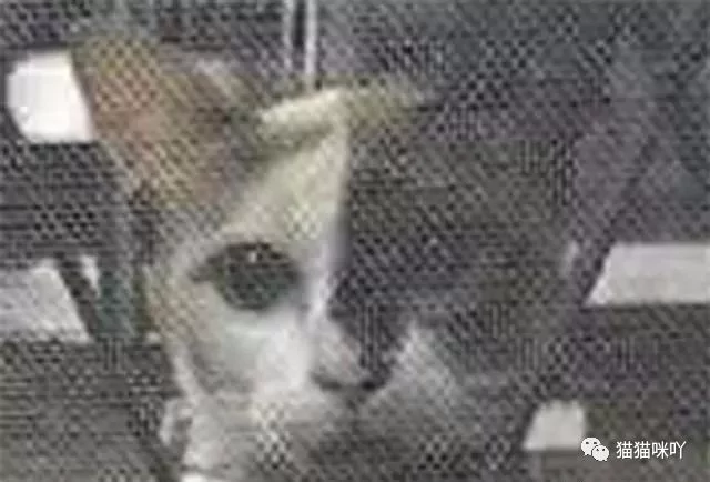 猫咪走丢半年 回来时给主人带来一份惊喜!