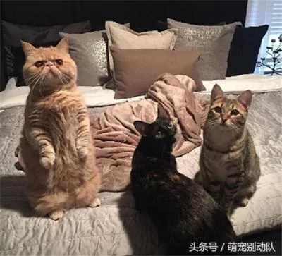 家里有只神经质的猫咪 为主人操碎了心!