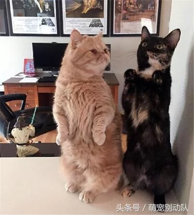 家里有只神经质的猫咪 为主人操碎了心!