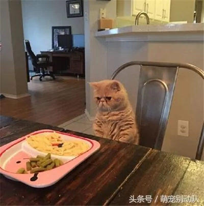 家里有只神经质的猫咪 为主人操碎了心!