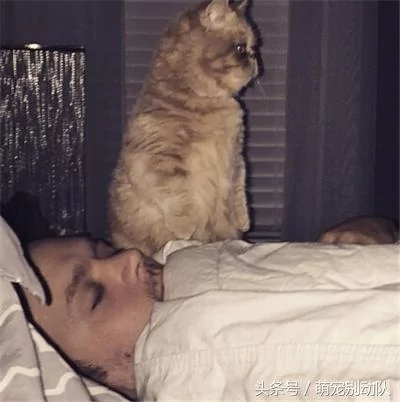 家里有只神经质的猫咪 为主人操碎了心!