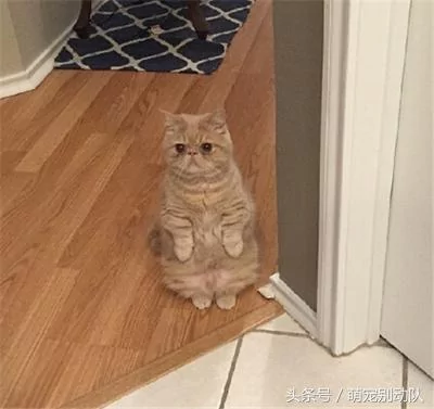 家里有只神经质的猫咪 为主人操碎了心!