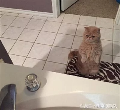 家里有只神经质的猫咪 为主人操碎了心!