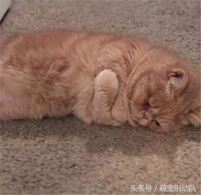家里有只神经质的猫咪 为主人操碎了心!
