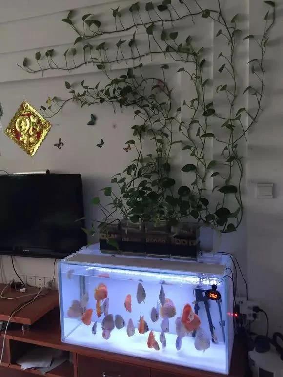 厉害了!这12个养花技巧超级实用 新手花友别错过哦