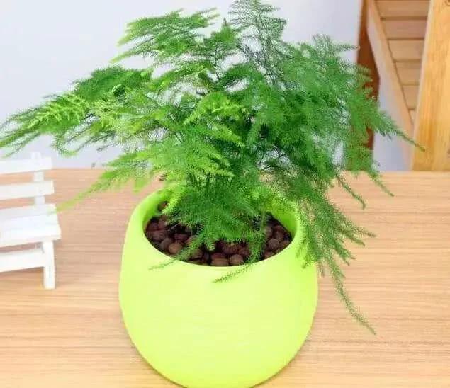 厉害了!这12个养花技巧超级实用 新手花友别错过哦