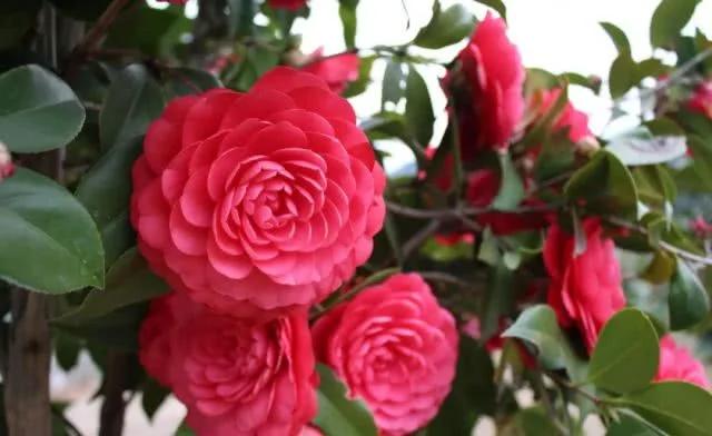 厉害了!这12个养花技巧超级实用 新手花友别错过哦