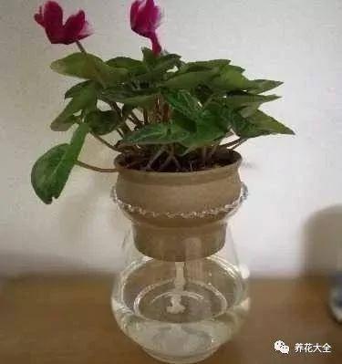 用完的塑料瓶别扔 这样一改造 就是自动浇水神器