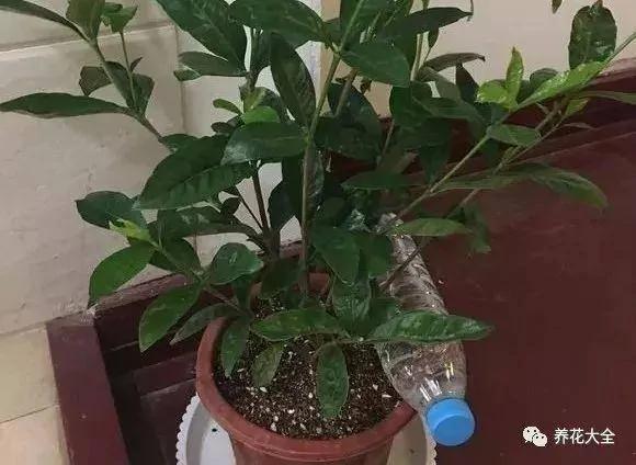 用完的塑料瓶别扔 这样一改造 就是自动浇水神器