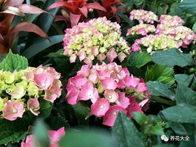 用完的塑料瓶别扔 这样一改造 就是自动浇水神器