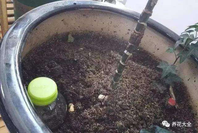 用完的塑料瓶别扔 这样一改造 就是自动浇水神器