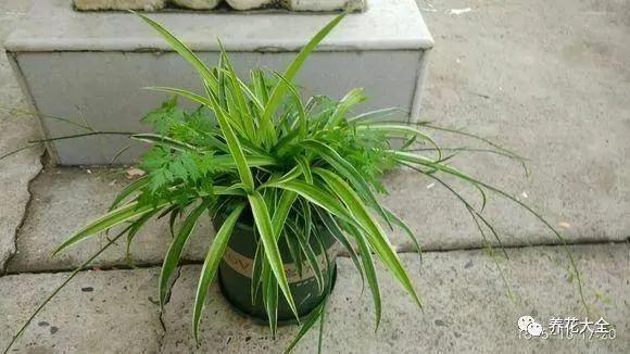 用完的塑料瓶别扔 这样一改造 就是自动浇水神器
