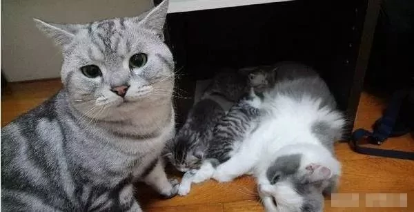 想和小奶猫握手 喵爸爸的反应… 网友:太可爱了!