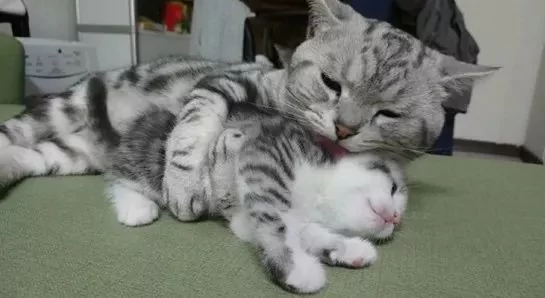 想和小奶猫握手 喵爸爸的反应… 网友:太可爱了!
