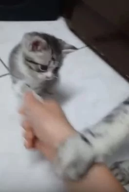 想和小奶猫握手 喵爸爸的反应… 网友:太可爱了!