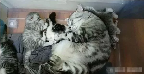 想和小奶猫握手 喵爸爸的反应… 网友:太可爱了!