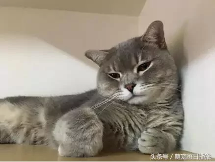 猫咪偷吃鸡肉 被主人打了 没脸再混喵界 居然哭了!
