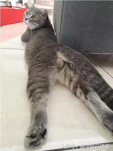 猫咪偷吃鸡肉 被主人打了 没脸再混喵界 居然哭了!