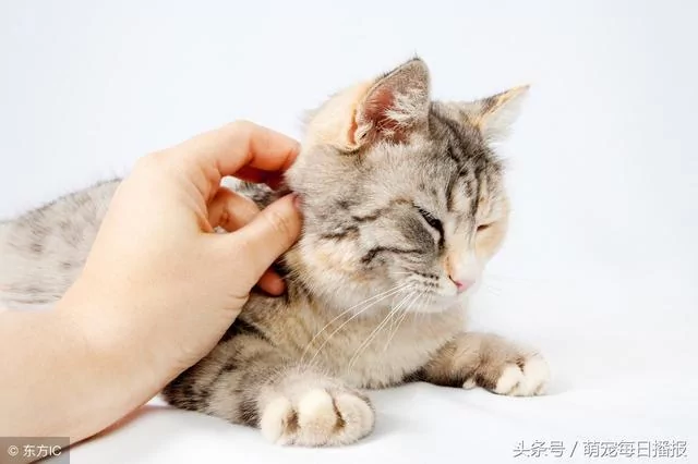 猫咪偷吃鸡肉 被主人打了 没脸再混喵界 居然哭了!
