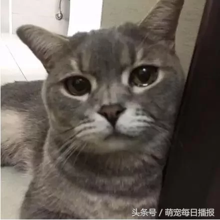 猫咪偷吃鸡肉 被主人打了 没脸再混喵界 居然哭了!