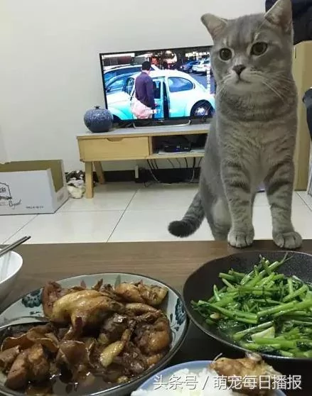 猫咪偷吃鸡肉 被主人打了 没脸再混喵界 居然哭了!