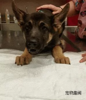 小德牧误食异物 主人带它到医院去催吐 结果吐出的东西把在场的人惊呆!