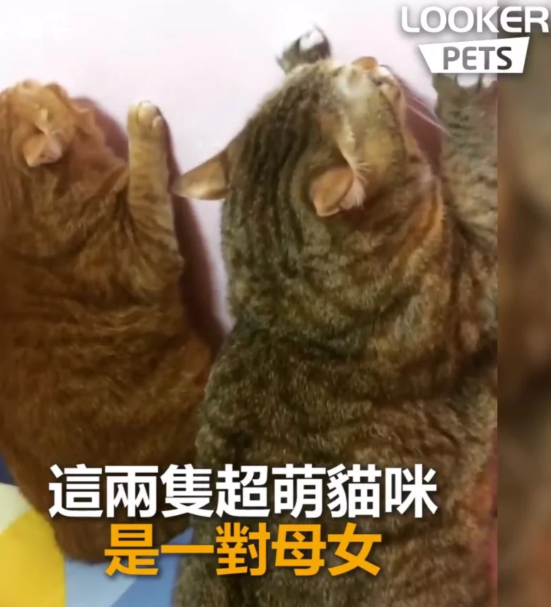 谁尿的!猫母女“同步面壁思过” 超级萌 下一秒“眼神出卖老妈”!