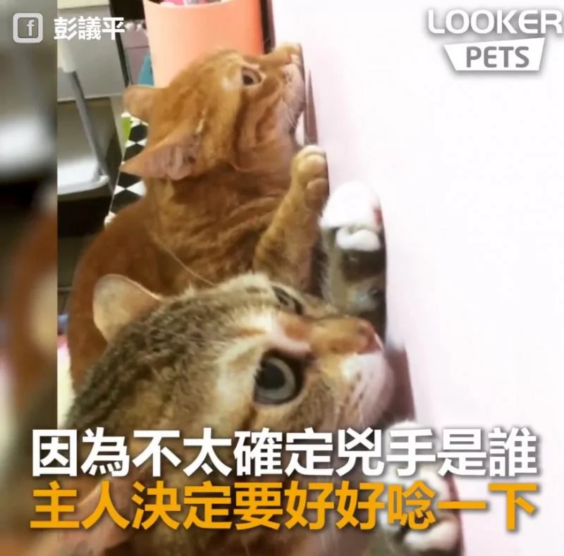 谁尿的!猫母女“同步面壁思过” 超级萌 下一秒“眼神出卖老妈”!
