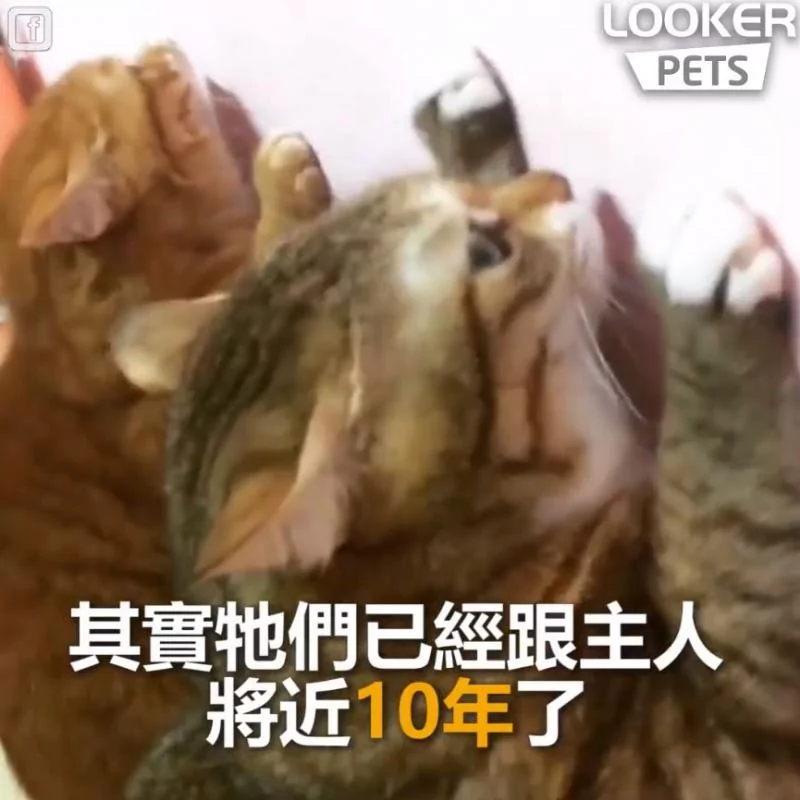 谁尿的!猫母女“同步面壁思过” 超级萌 下一秒“眼神出卖老妈”!
