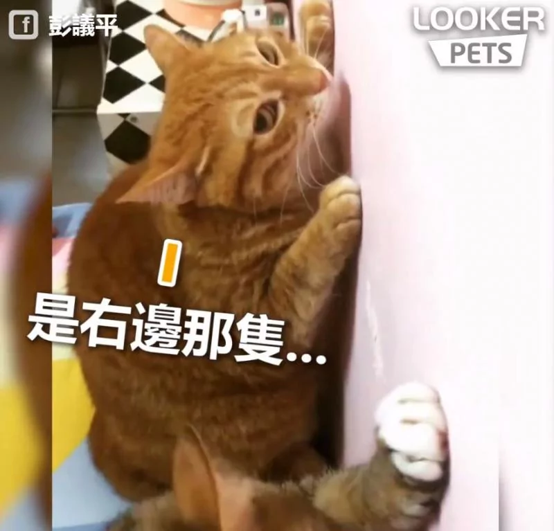 谁尿的!猫母女“同步面壁思过” 超级萌 下一秒“眼神出卖老妈”!