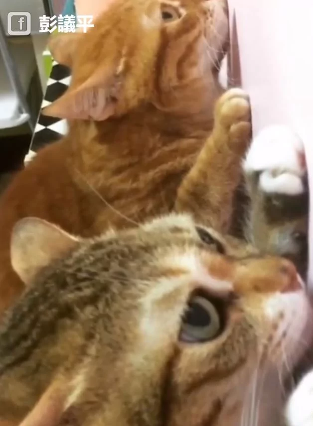 谁尿的!猫母女“同步面壁思过” 超级萌 下一秒“眼神出卖老妈”!