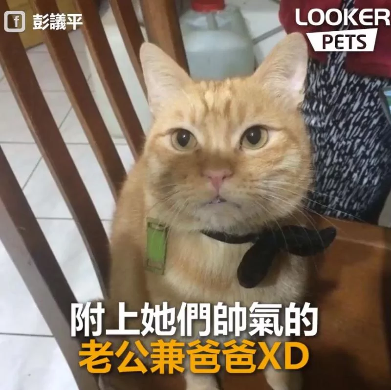 谁尿的!猫母女“同步面壁思过” 超级萌 下一秒“眼神出卖老妈”!