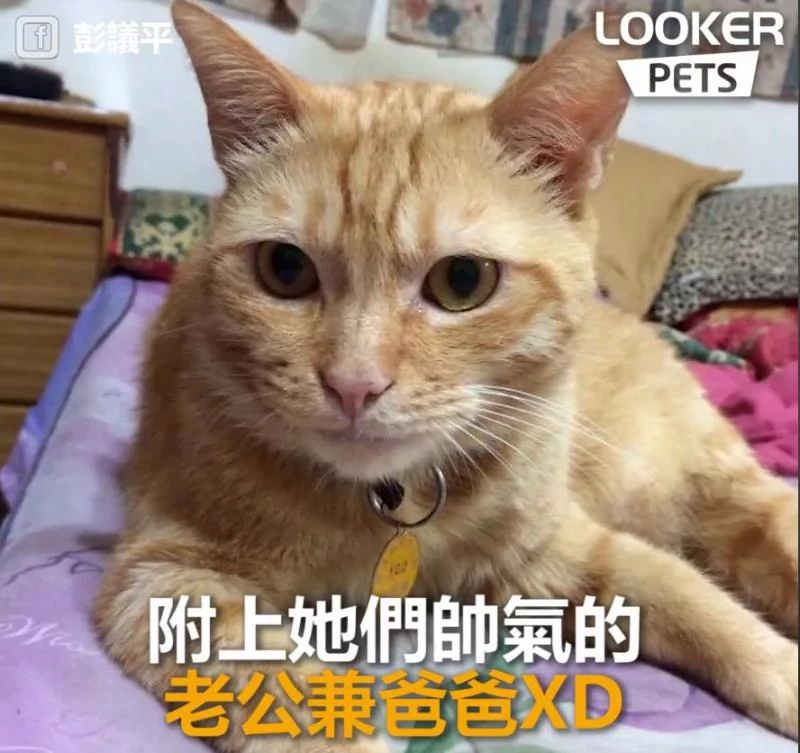 谁尿的!猫母女“同步面壁思过” 超级萌 下一秒“眼神出卖老妈”!